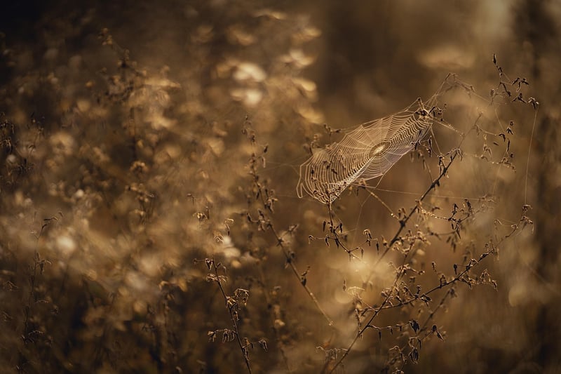 Subtle Resonance